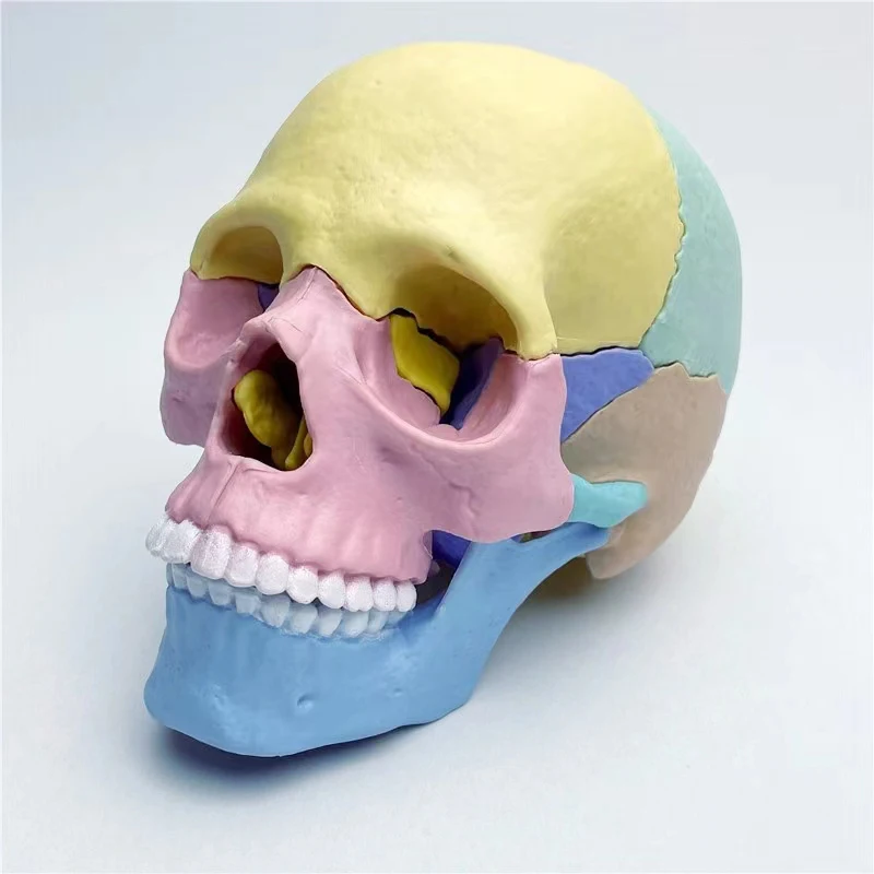 17 Parts 4D Anatomy Moodel Life-sized Colored Human Anatomy Head Skull Toy Assembly Oral Teaching Medical Skeleton Model