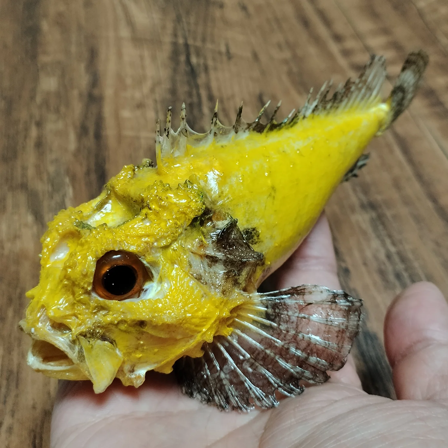 Real False Kelpfish Taxidermy Authentic Sebastiscus Marmoratus Specimen Deep Sea Fish Figurines Science Education Unique Gifts
