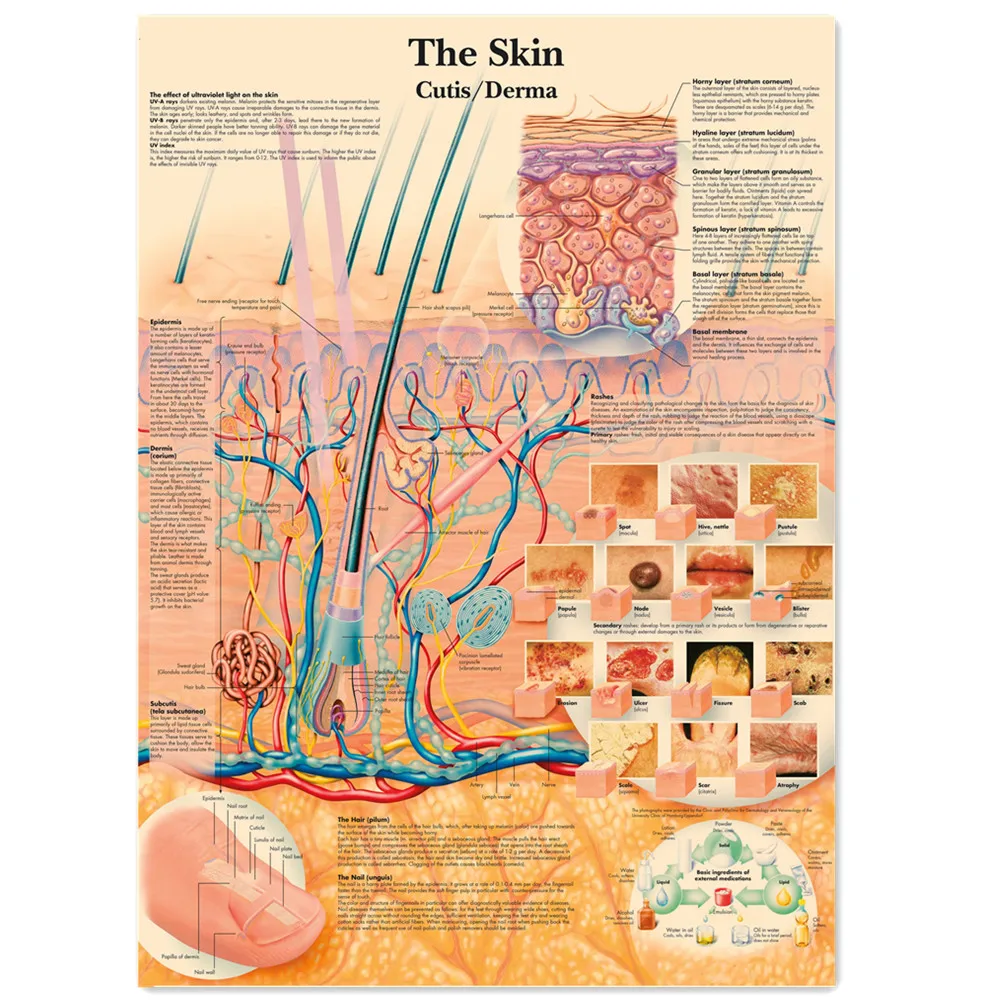 The Skin Cutis Derma Vintage Medical Posters and Prints Human Anatomy Wall Art Painting Wall Chart Hospital Clinic Home Decor