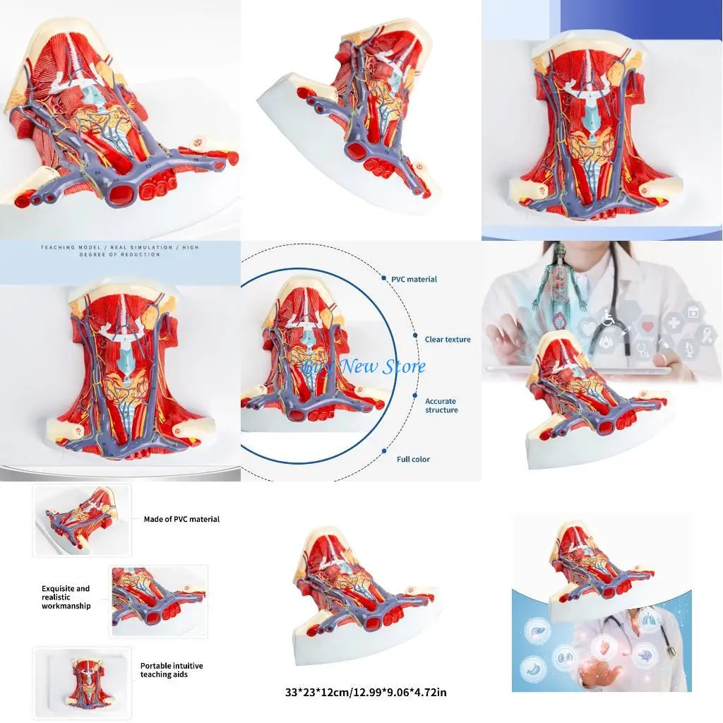 

20CE Anatomical Cervical Muscle Model for Disease Study, Human Neck Muscle Model