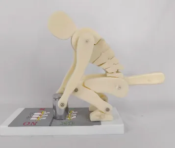 Human spine weightlifting force demonstration model | Correct posture demonstration, lumbar spine protection teaching