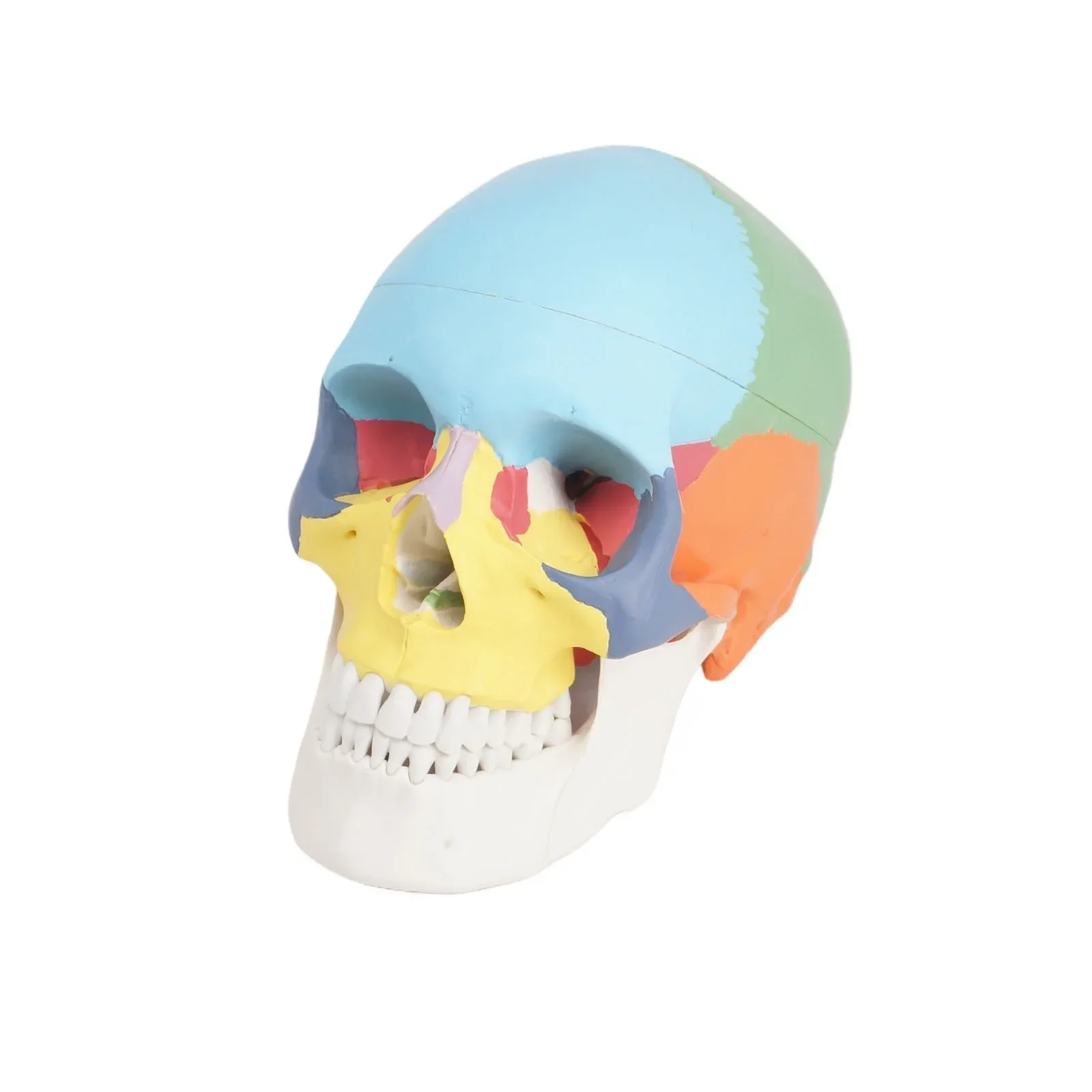 PVC 3 Parts Colored Function Human Skull Anatomical Didactic Models Life Size Medical Science
