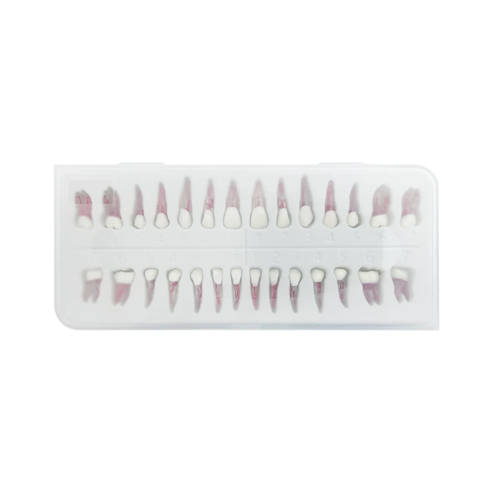 28pcs/set Dental Endo Training Tooth Root Canal Model Files RCT Endodontics Practice Block Pulp Cavity Dentistry Teaching Study