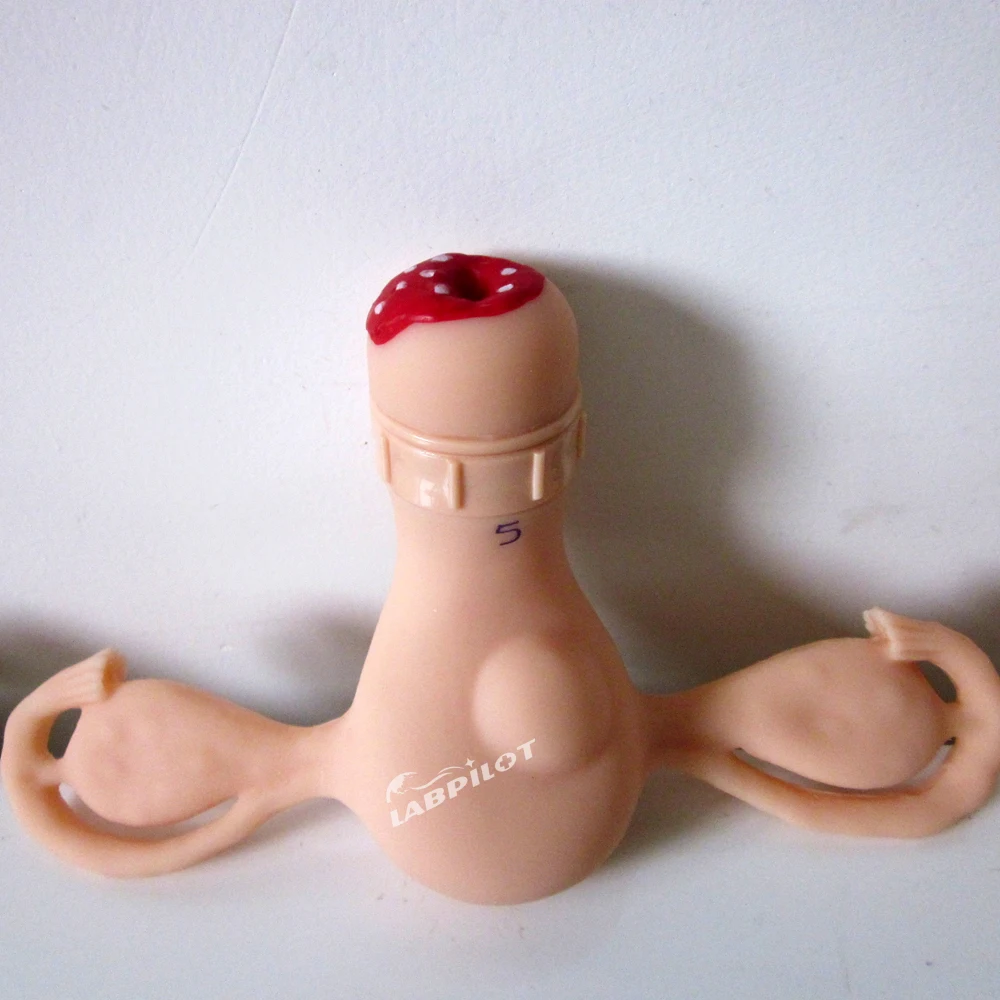 Uterus Simulator and Cervical Lesion Medical Demonstration Teaching Anatomy Model Gynecological Examination