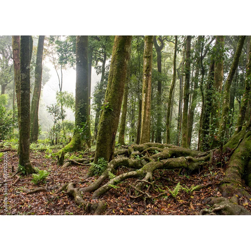 Moss Covered Fallen Trees In Green Coniferous Forest Photography Backdrops Prop Tropical Nature Landscape Theme Background ZL-08