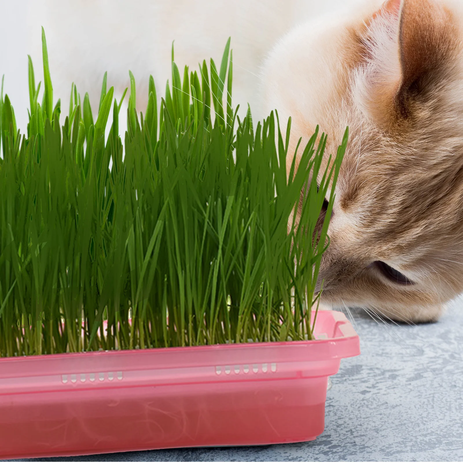 

Household Cat Planter Catnip Cultivation Box Hydroponic Pet Grass Growing Kit Durable Plastic Double Layer Watering Easy Use Cat