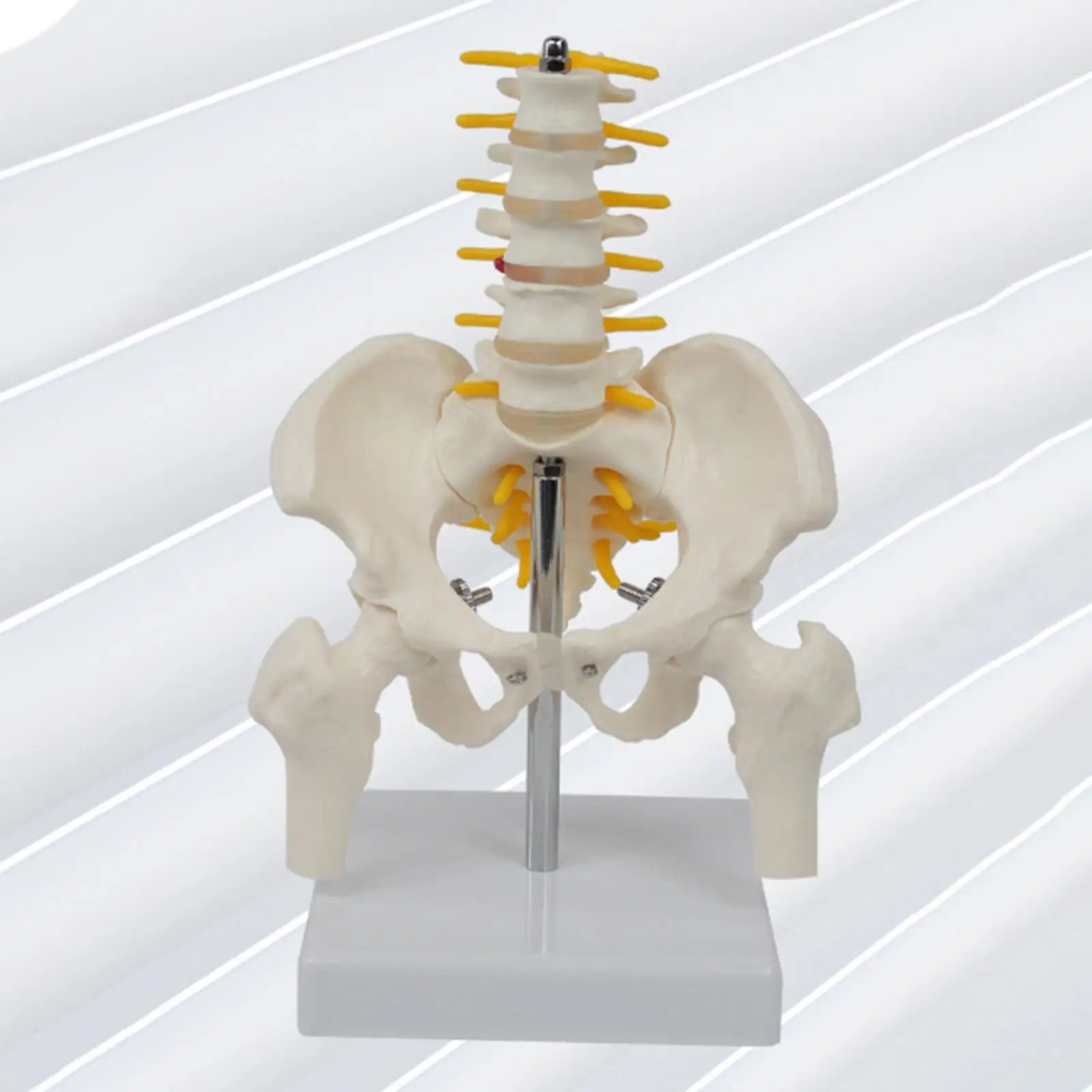 PVC Human Pelvis with Pelvis and Leg Bones Learning Puzzle Toy Life Size
