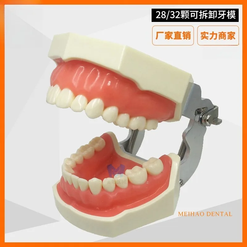 Removable Soft Gum Dental Training Model Simulation Resin Teeth For Dentist Teeth Preparation Practice