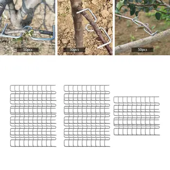 화분에 심은 식물용 과일 나뭇 가지 풀러, 강한 퍼짐 가랑이 앵글 나뭇 가지 묶기, 과일 나무, 오렌지, 자두, 50x 