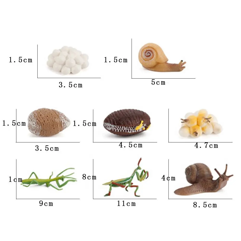 Ciclo di crescita biologico Ornamenti Giocattoli per bambini Ciclo di vita Figure Ciclo Mantis Figurina Ciclo di crescita delle lumache Preghiera Mantis Toy