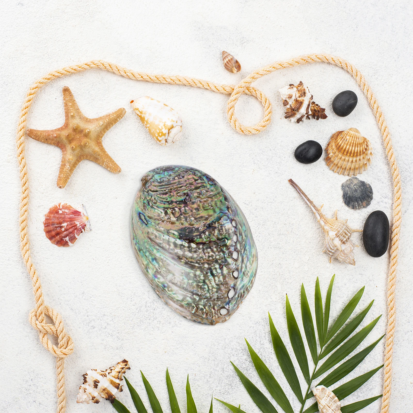 

Natural Abalone Shell Dazzle Glitter 10-12cm Delicate DIY Jewelry Accessories Necklace Bracelet Shell Ornaments