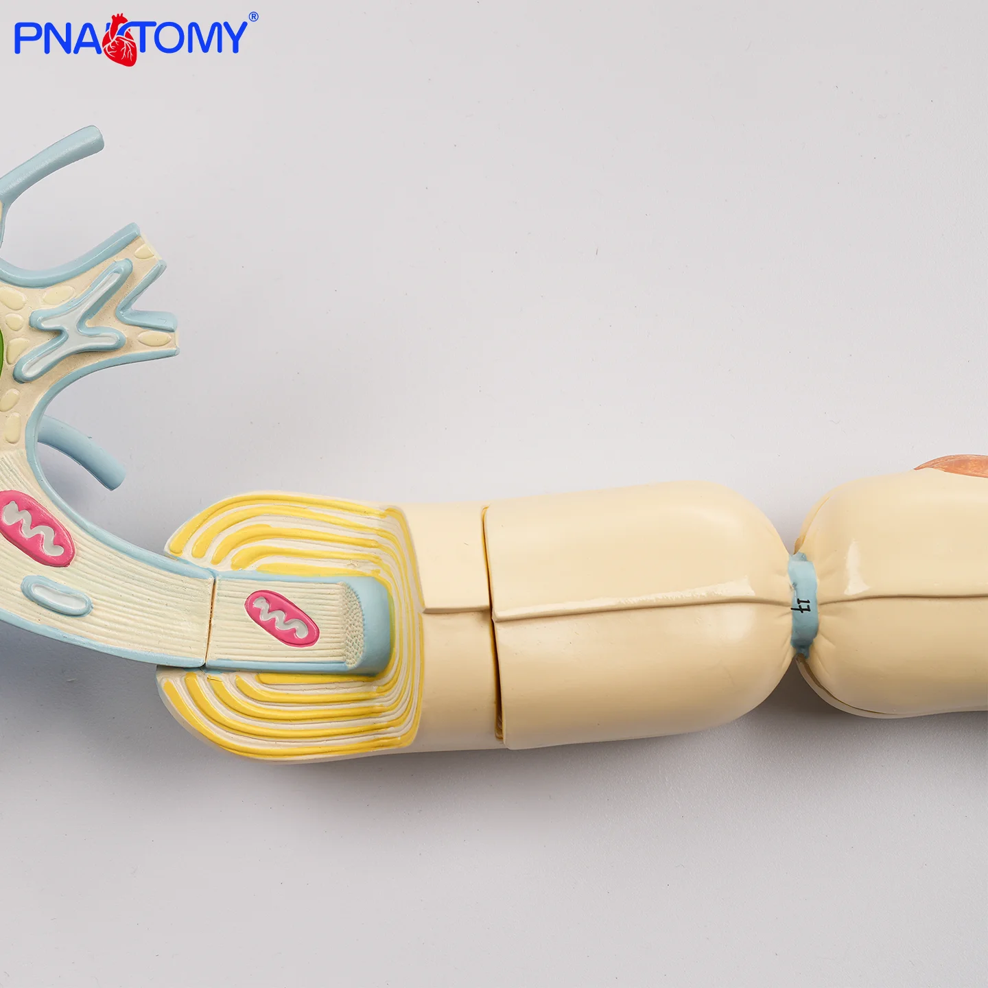 Medical Magnified Neuron Model Neural Fiber Structure Neuron Model 2 Components Nervous System Anatomical Model