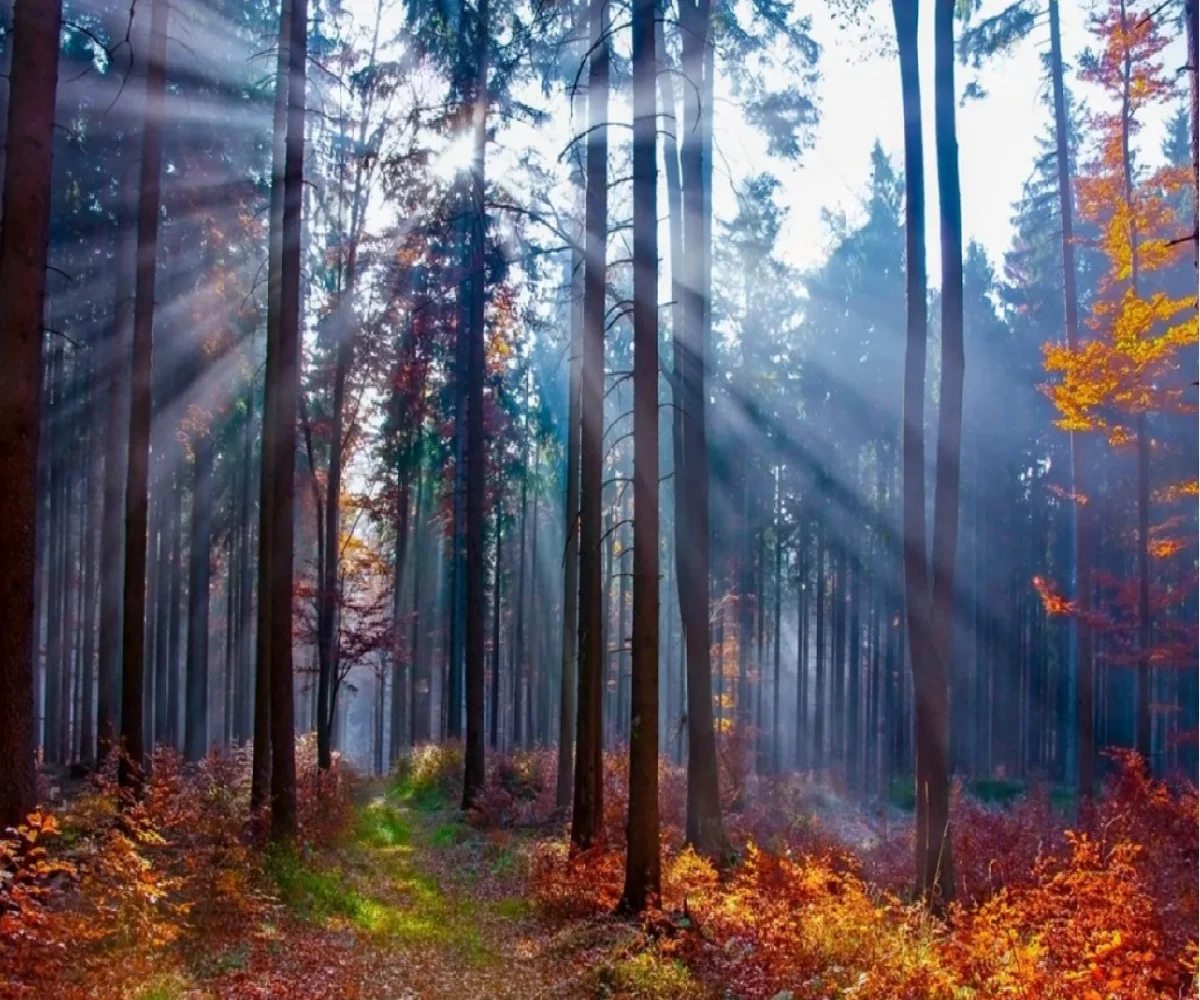 Papel tapiz fotográfico personalizado con paisaje natural de bosque, papel tapiz 3D para sala de estar, dormitorio, fondo de TV, papel tapiz 3D para paredes.
