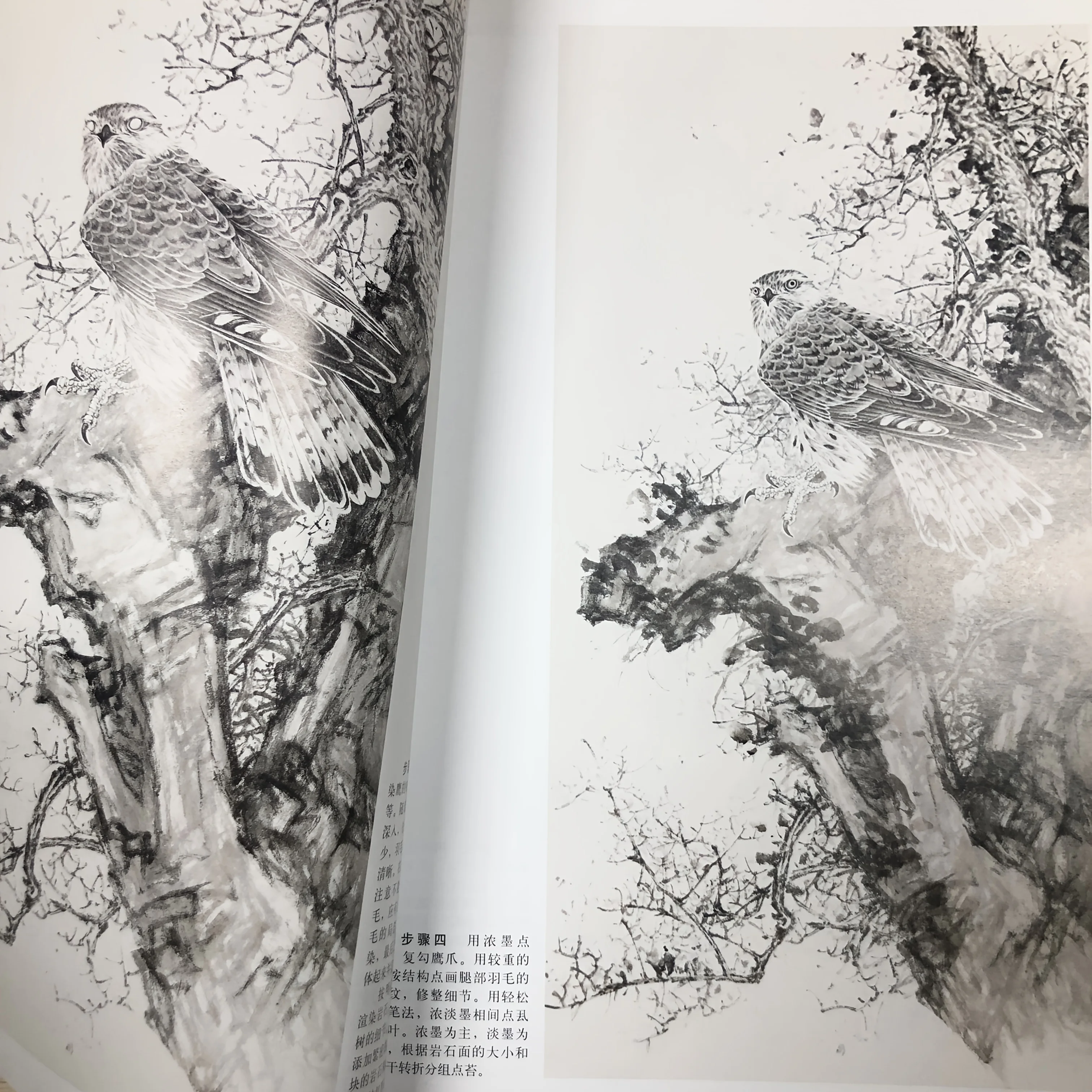 Техники рисования Raptor: Gongbi Eagle Eye & Talon Detailing Masterclass