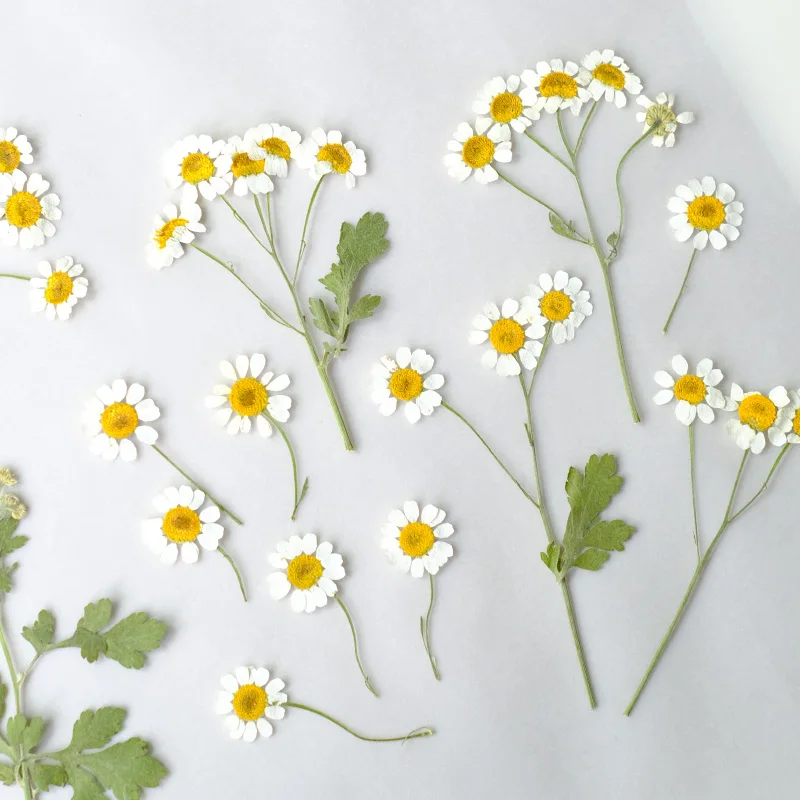 12 Uds., pétalos de ramas de manzanilla prensados en la naturaleza, flor real DIY, Margarita epoxi, funda móvil, marco de fotos de flores secas, maquillaje de pétalos