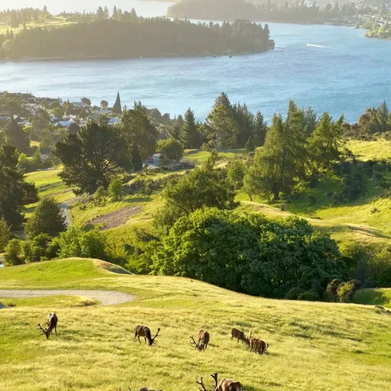 GEPRC MATEN 5.8G 2.5W VTX PRO - 72CH 7 - Trasmettitore RC FPV 36V con modalità fossa