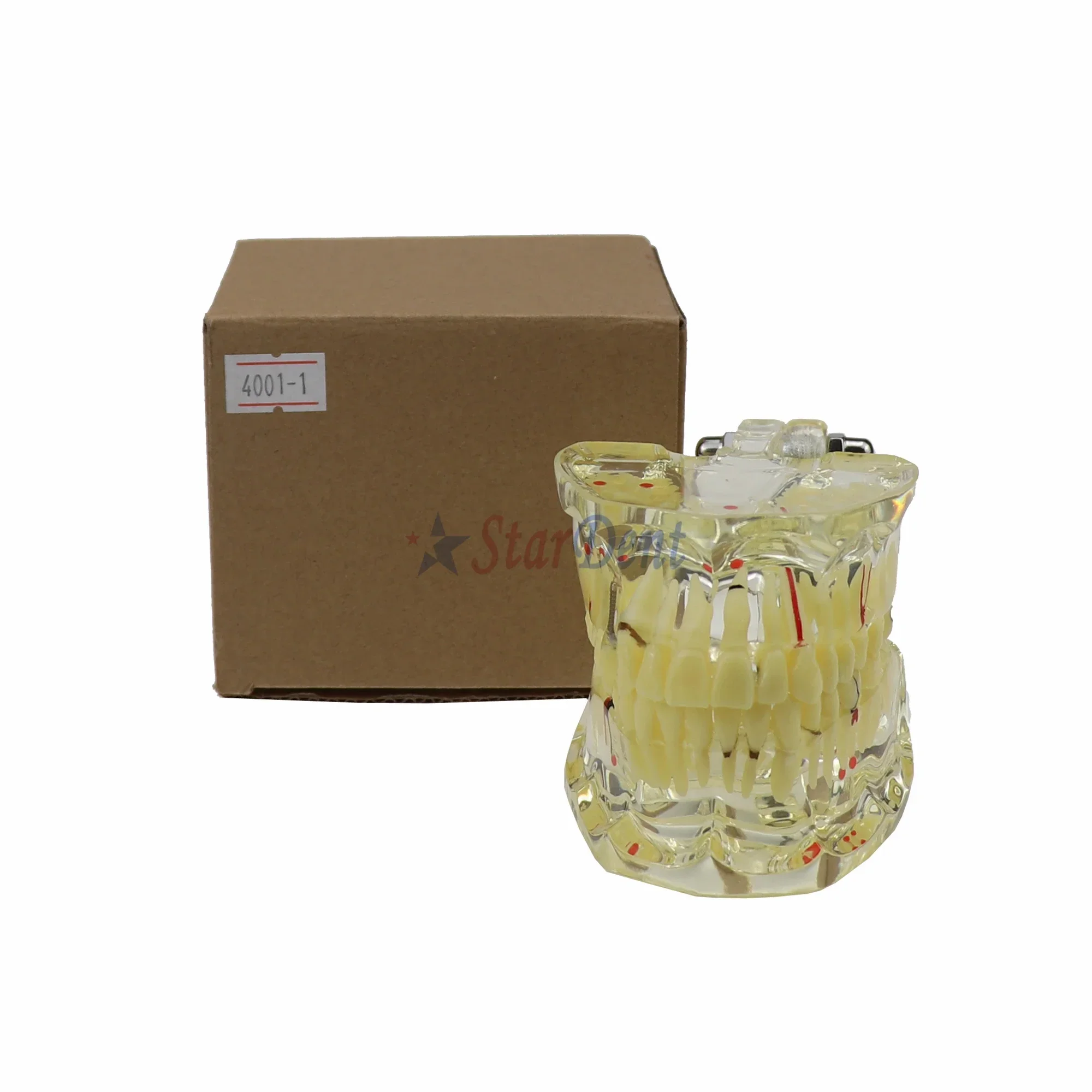 نموذج لشكل الأسنان الشفافة لعلم أمراض الكبار Typodonts يزراعة الحكومات نموذج الأسنان/نموذج أمراض الكبار #4