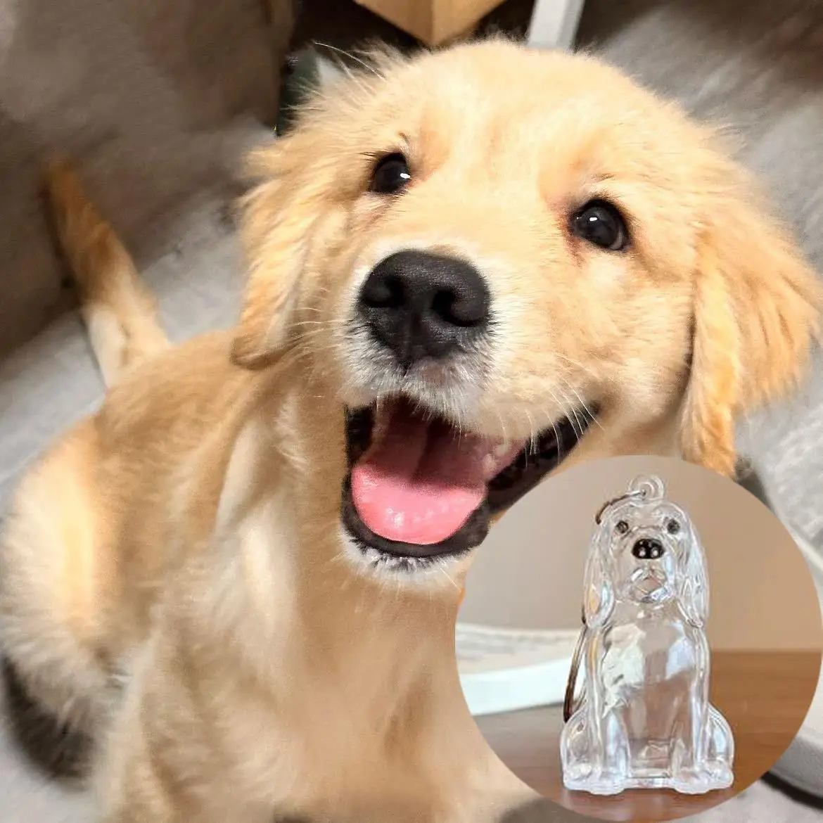 تخزين شعر الحيوانات الأليفة هدية عيد ميلاد الكلب الفراء تخزين قلادة Bichon شكل المفاتيح الإبداعية شفافة لطيف المحمولة الحلي #4