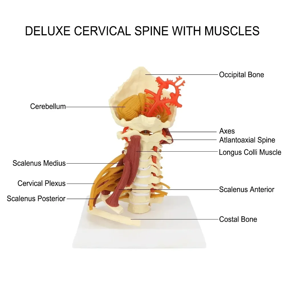 

Spinal Nerves Model Removable Human Cervical Spine Model Vertebrae Model Anatomical Classroom Teaching Presentation