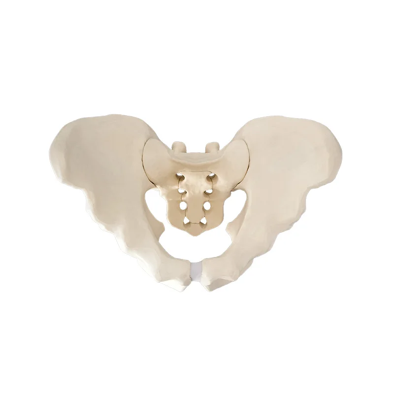 Spinal and lumbar spine simulate bone solid foam Lumbar 1 to sacrum,Spinal cervical,occipital, Pelvic bone sawbones workshop