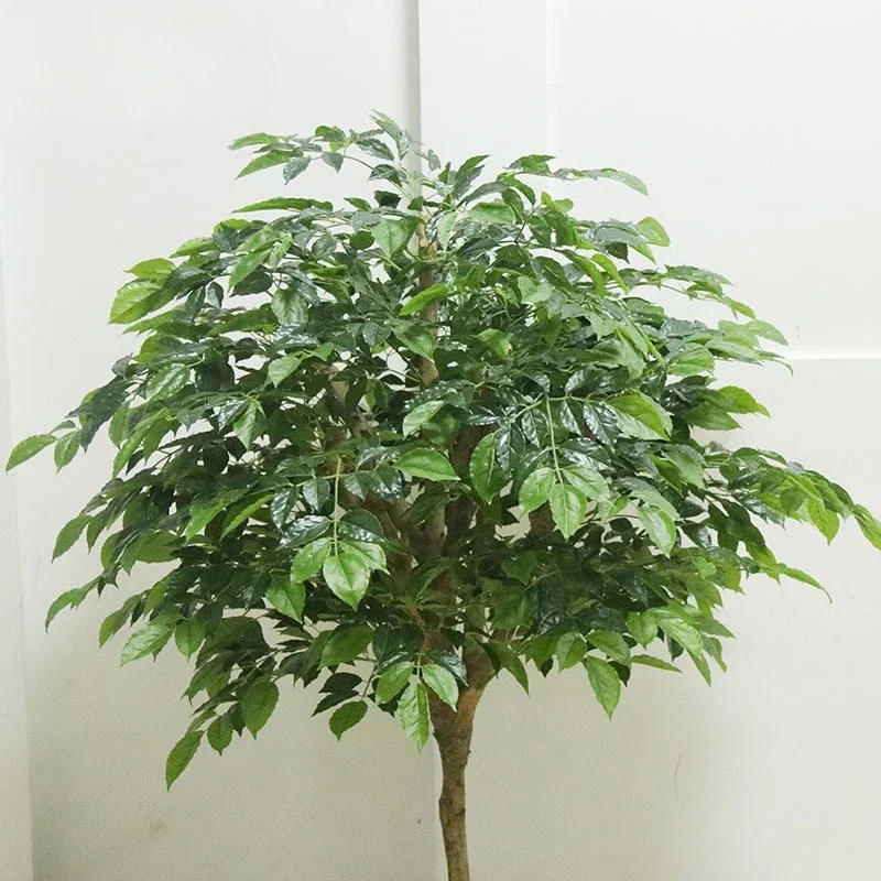 Nordic Simulation Happiness Tree Banyan TreeSmall TreeIndoor Hotel Living Room Exhibition Hall Fake TreeFloor Decoration Simu