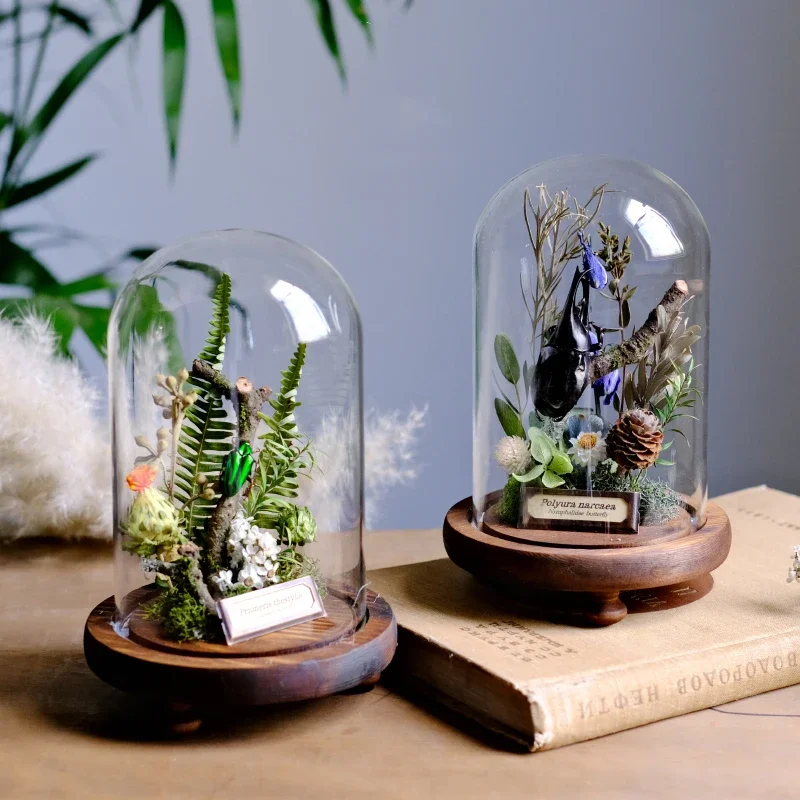 

Real Beetle Insect Specimen Butterfly Micro Landscape Glass Cover Display Still Life Ornament Science Plant Creative Gift