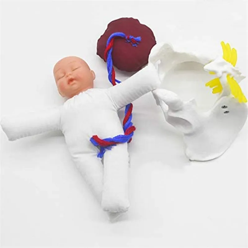 Human Baby Childbirth Pelvis Demonstration -Fetus Umbilical Cord Placenta Teaching Anatomy Model Life Size Medical Supplies DIY