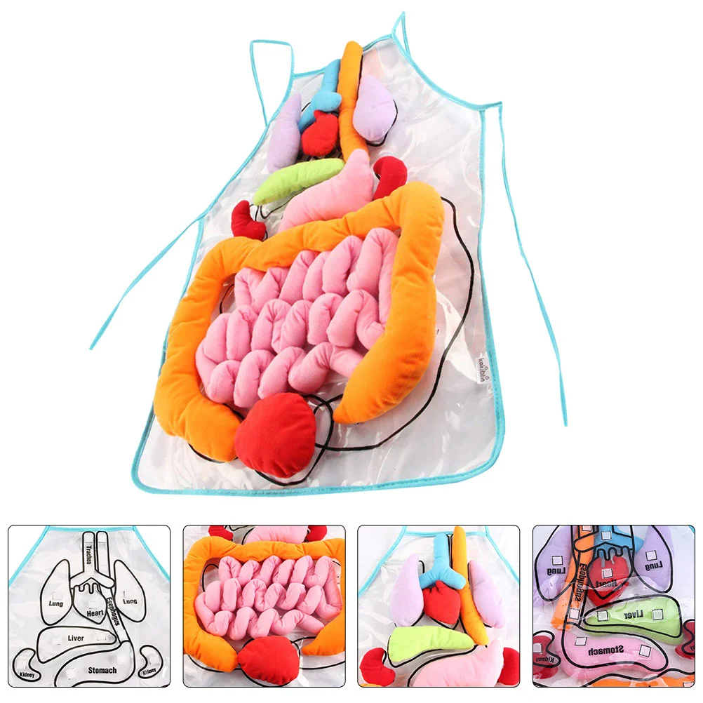 Human Apron School Teaching Aids Body Anatomy Preschool Learning Toy Children Toys for Babies Puzzle Organs Model