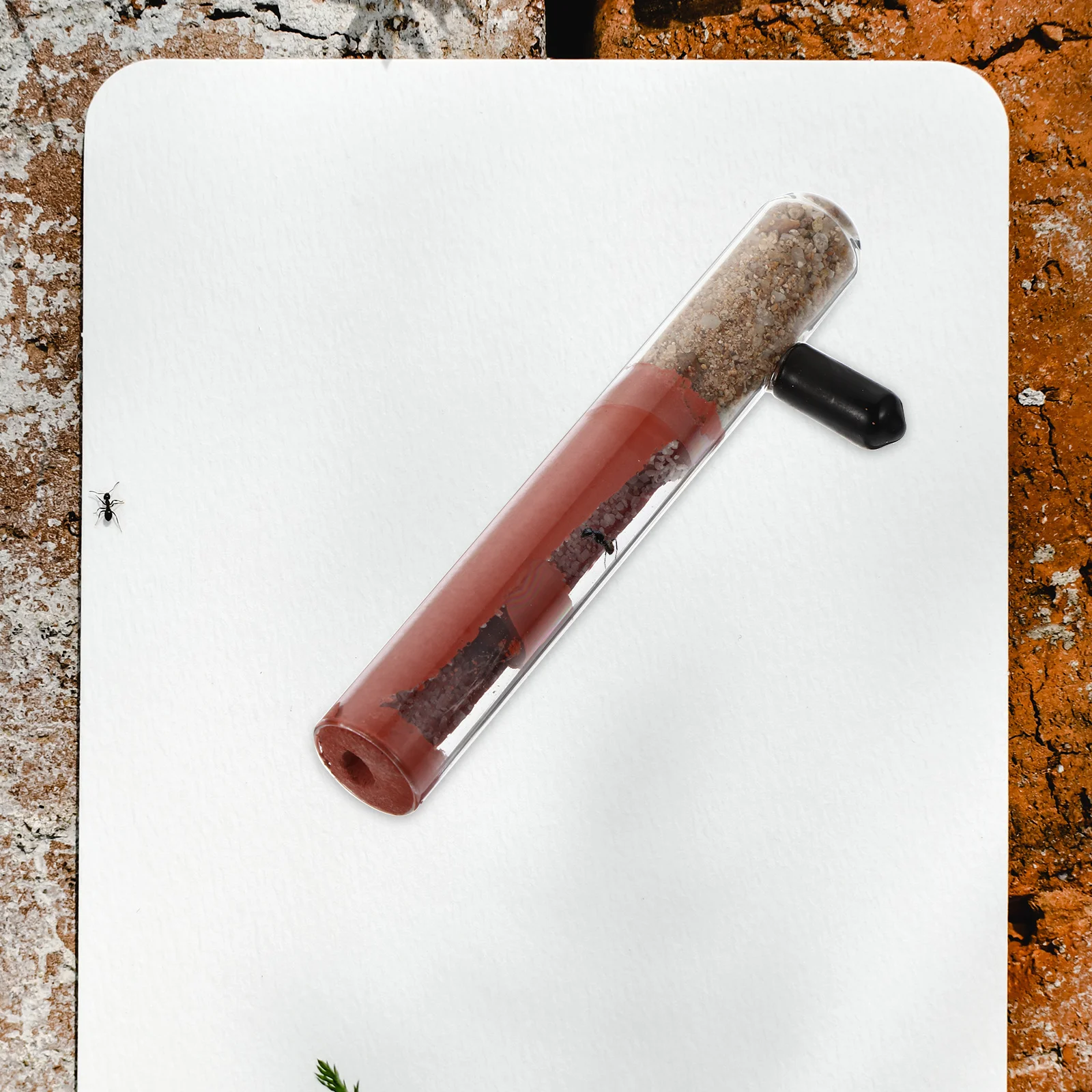 Bamboo Joint Transp… - image