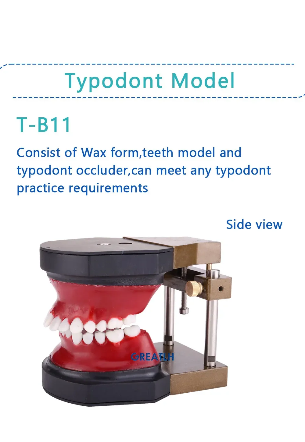 Wysokiej jakości model zębów typodontów Wosk laboratoryjny Modele zębów Model ortodontyczny do praktyki stomatologicznej / akcesoria stomatologiczne