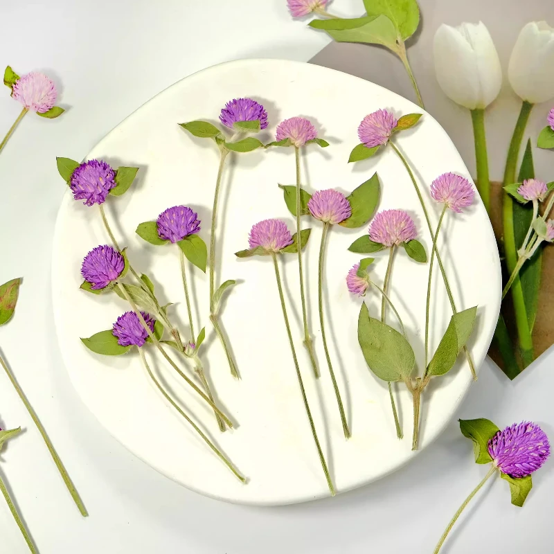 12 Stück, Natur Gomphrena Globosa L Trockenblume Geprägt Zweig Rosa Blume Lila Pflanze Handgemachte Pflanze Fotorahmen DIY Urlaubskarte – Detail 1
