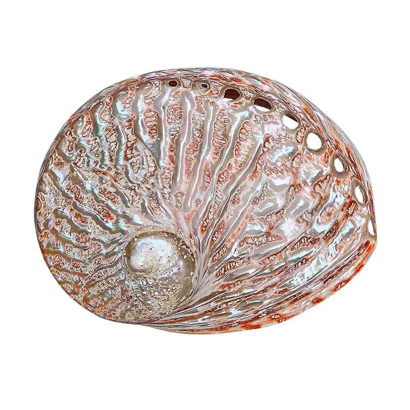 

New Zealand Red Abalone Shell Fish Tank Landscaping Decoration Storage Jewelry Box Shooting Props