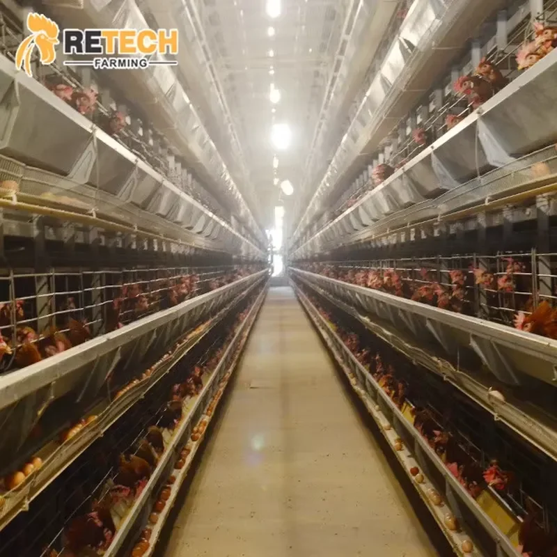 Retech Farming Automatic H Type Layer Chicken Cage Equipment with Egg Collection System for Poultry Farming
