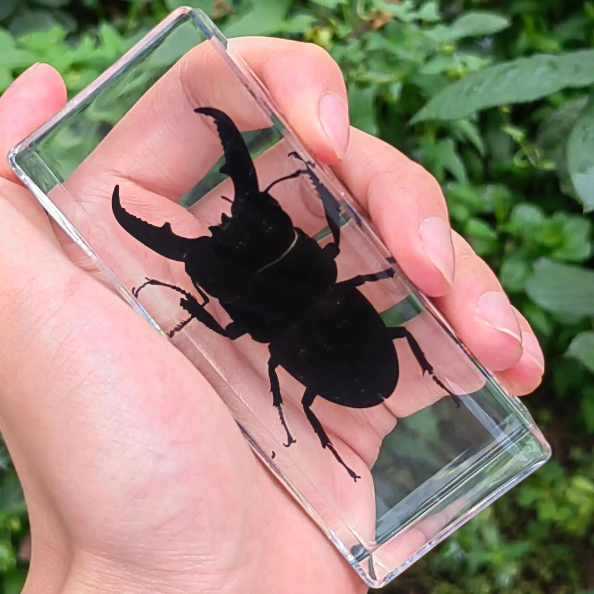 Large Insect Specimen in Resin Centipede Large Epoxy Resin Bug Spiders Beetles Scorpion Specimen Insect Model Decoration Gifts