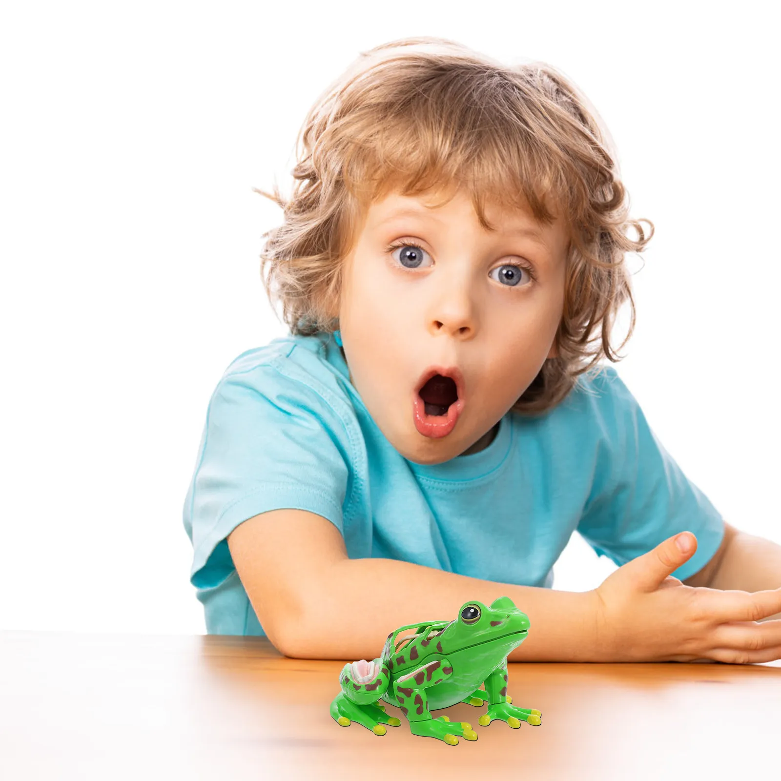 

Frog Anatomy Educational Detachable Dissection Kit Realistic Internal Organs Biology Teaching Science Study Tool for Kids