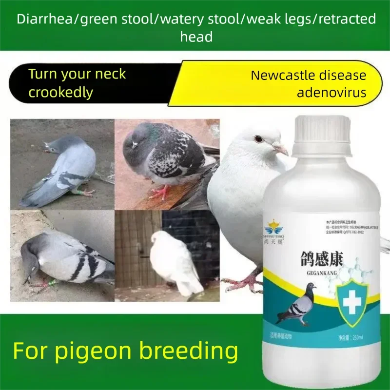 Pigeon Gan Kang Pigeon Pigeon Plague Swinging Head, Slanting Neck, Pulling Diluted Green Stool Newcastle Disease Vomiting Anti