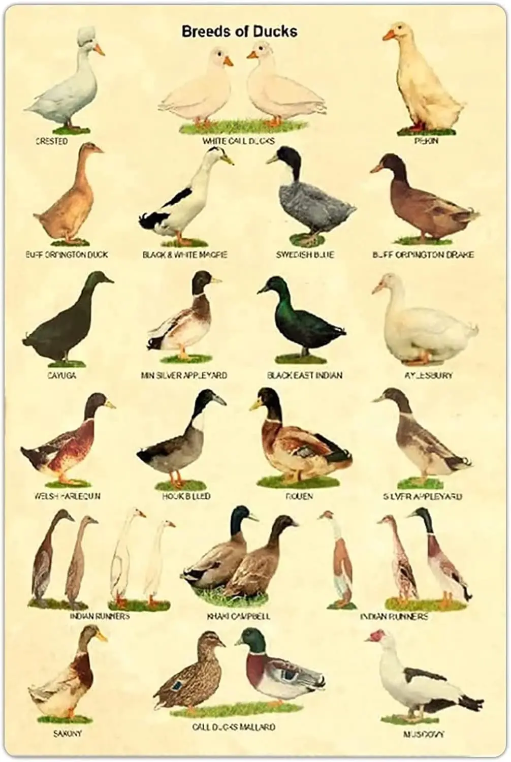 LALLRI Plaques en métal sur les races de canards, Affiches éducatives sur les canards, Décoration murale scientifique pour la maison des agriculteurs, Décoration de cour de ferme 8