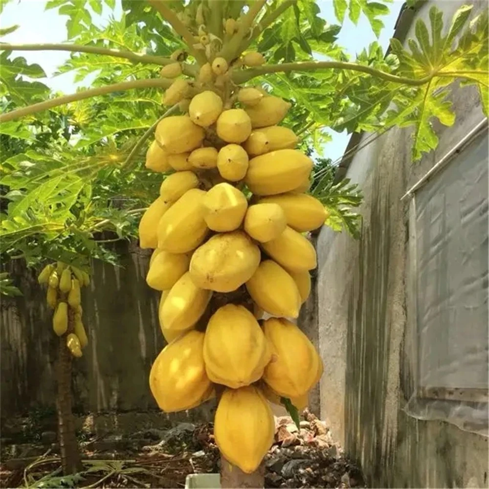 Fruits sideboard for Flowers Papaya Plant furniture