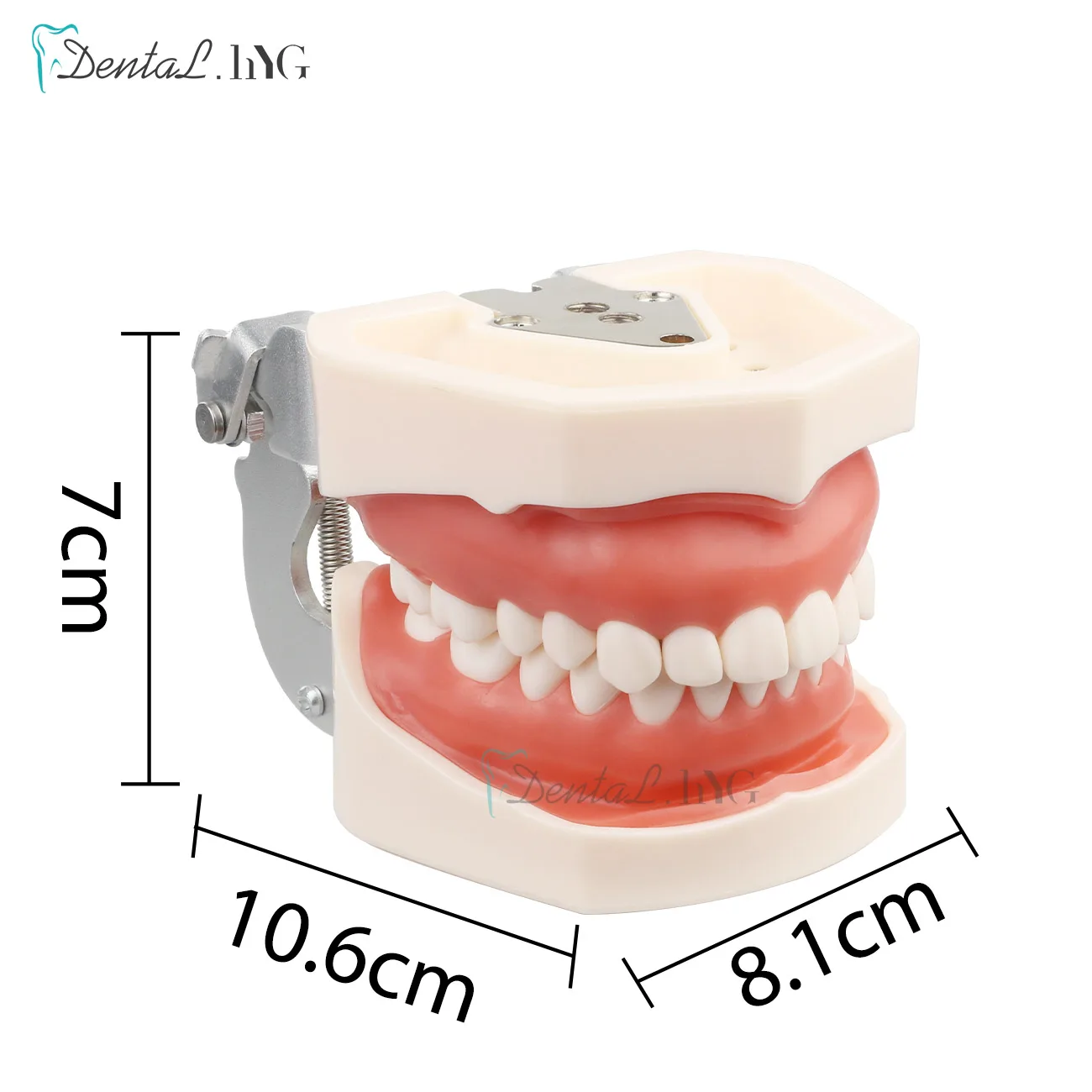 28/32pc Model zębów dentystyczne dla technika dentystycznego przygotowanie do ćwiczeń usuwalnego zęba kompatybilnego Model treningowy stomatologii