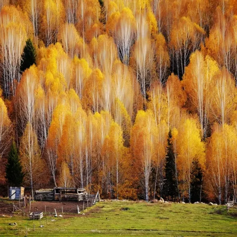 Axisflying Cineon C…