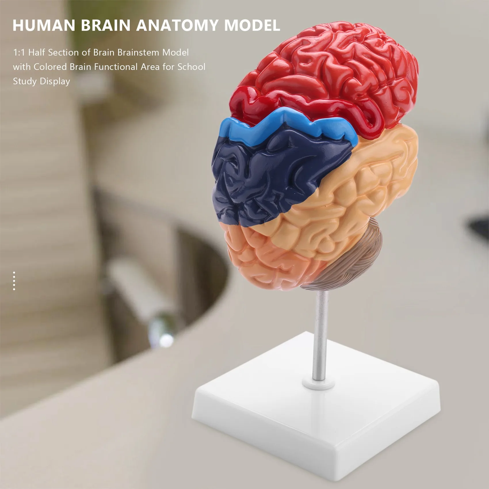 Cerebral Anatomical Model Anatomy 1:1 Half Brain Brainstem Teaching Lab Supplies