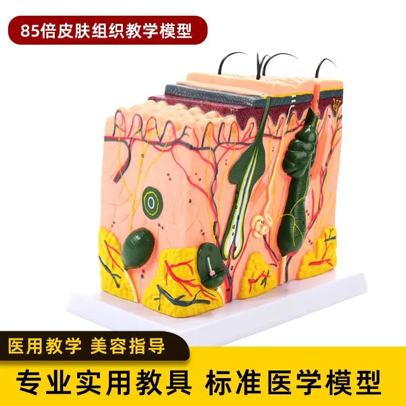 Skin Model Human Hair Follicle Sweat Gland Structure Magnified 70 Times Hair Growth Three-dimensional Level Beauty Teaching Mold