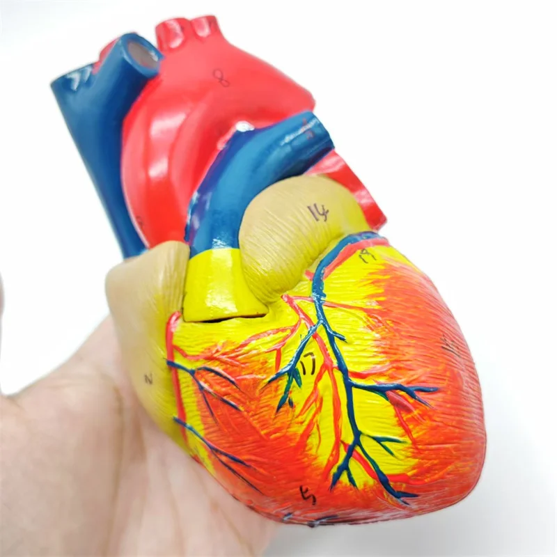 Life-Size Human Heart Model - 2-Part, Anatomically Accurate with 34 Identifiable Structures for Educational Use