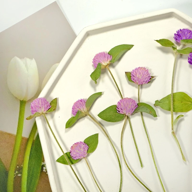 12 Stück, Natur Gomphrena Globosa L Trockenblume Geprägt Zweig Rosa Blume Lila Pflanze Handgemachte Pflanze Fotorahmen DIY Urlaubskarte – Detail 5