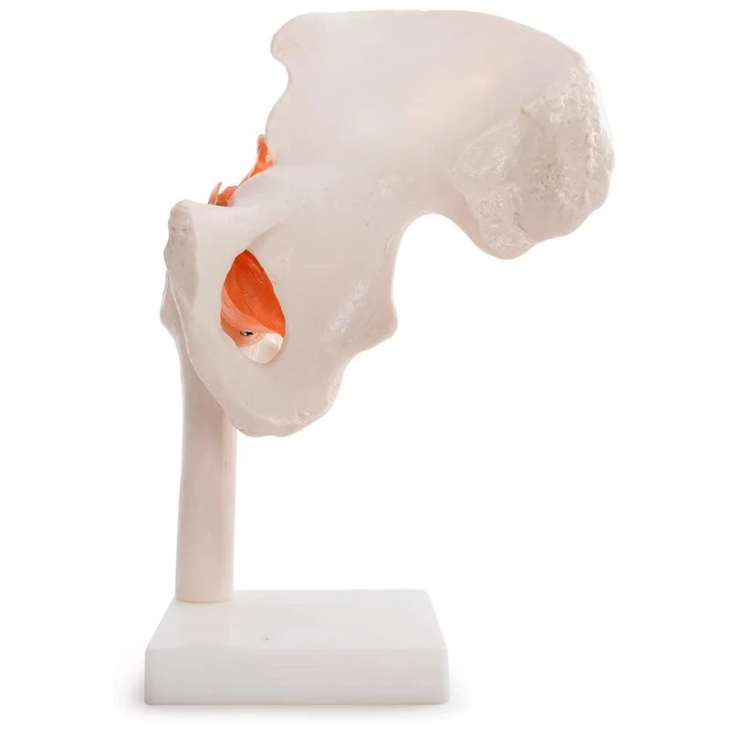 Life Size Anatomical Hip Joint Model Human Skeleton Anatomy Exercise Bone Orthopedic Pain Teaching Resources