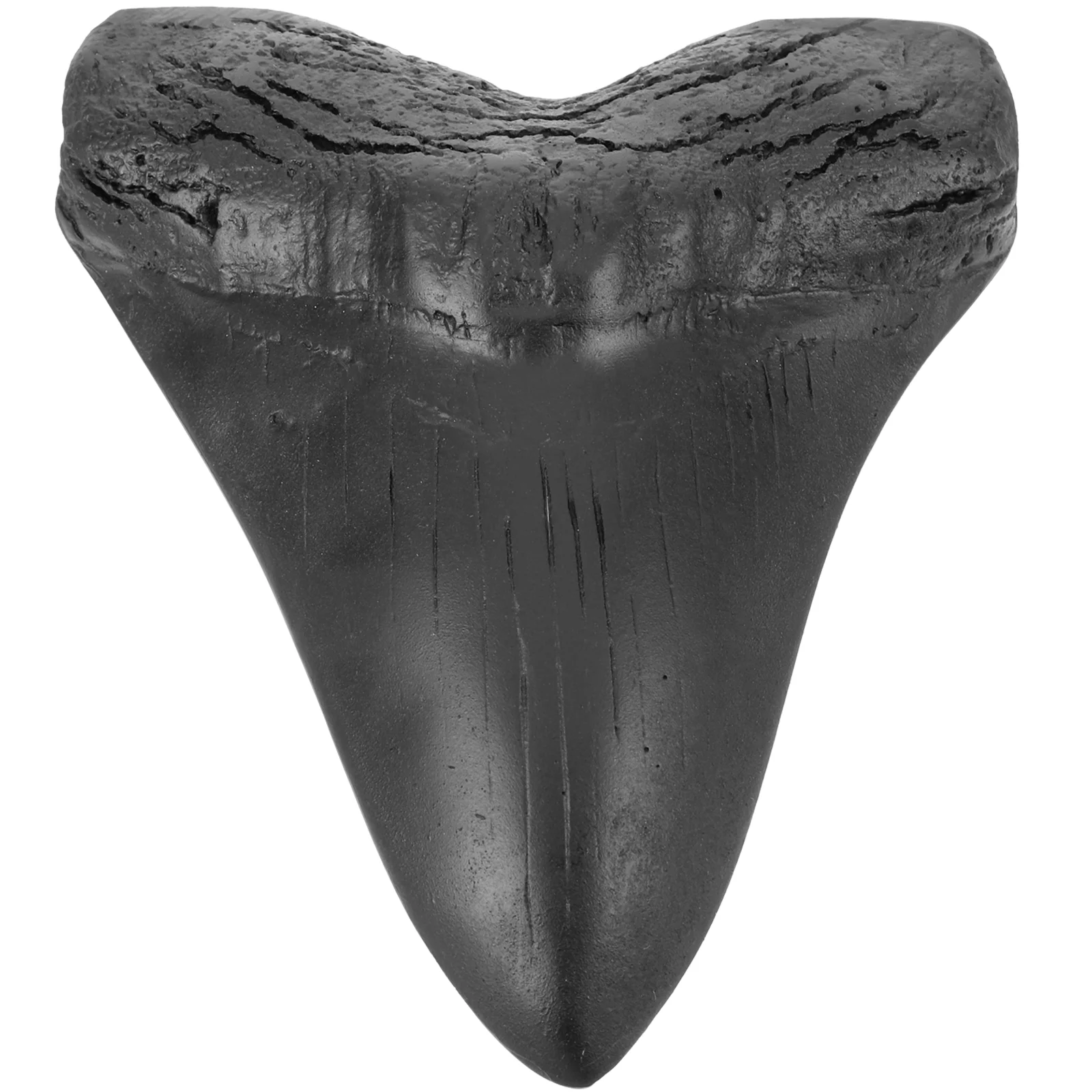 Megalodon Tooth Specimen Model Decor Teeth Replica Ornament Novelty Home Shark Paleontology Simulated Giant