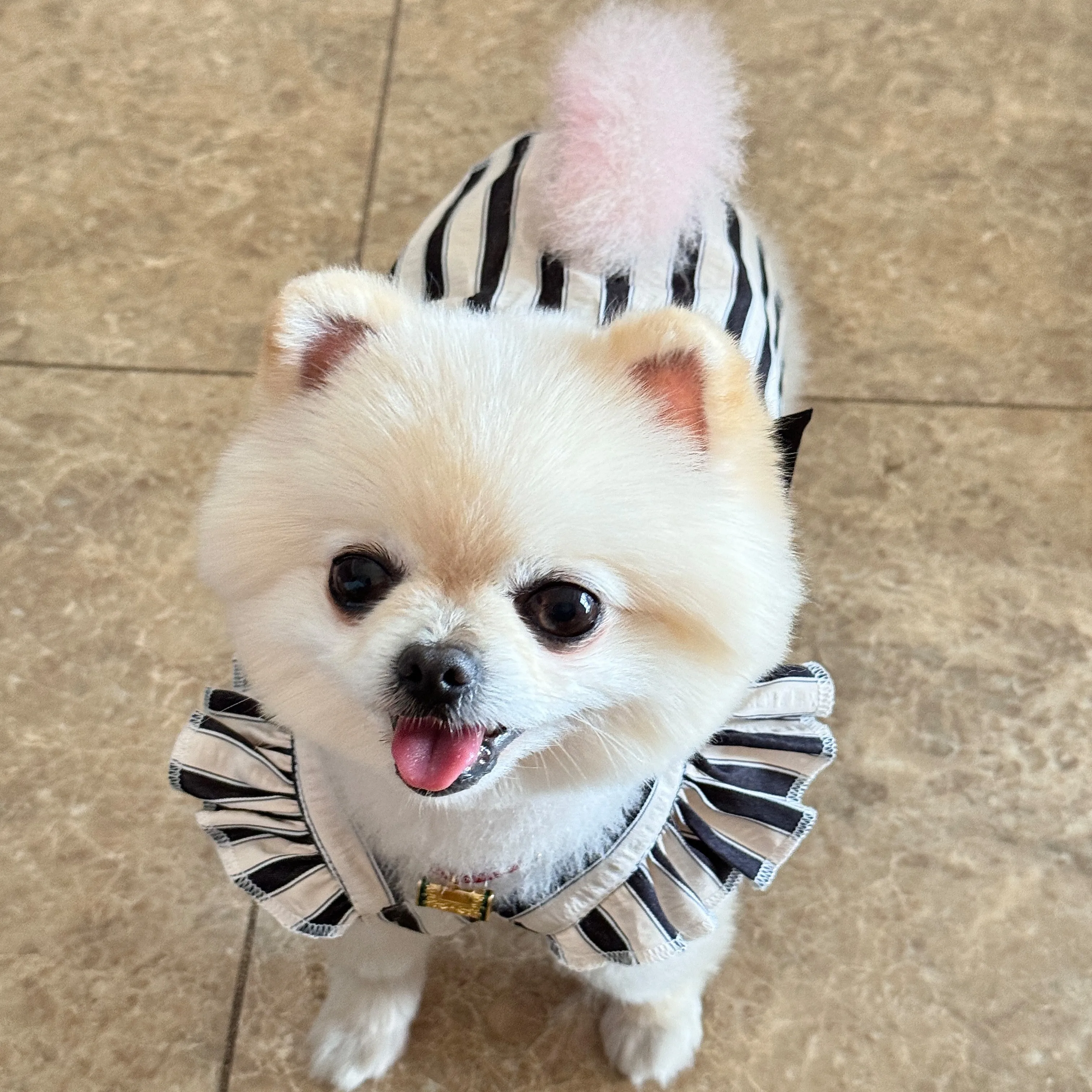 Korean Version of the Pet Dress Summer Teddy Hepburn Style Princess Skirt Classic Vertical Stripes Puppy Clothes