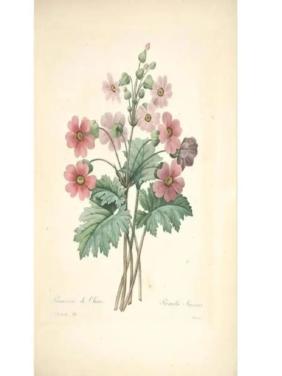 Obraz na płótnie w stylu vintage z motywami botanicznymi, francuskie ilustracje roślin, botanika, dekoracja ścienna, idealny do dekoracji domu, doskonały do...