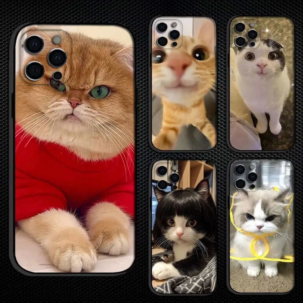 

Funny Cat Memes Phone Case For iPhone 16,15,14,13,12,11 Plus,Pro Max, Others Soft Black Cover