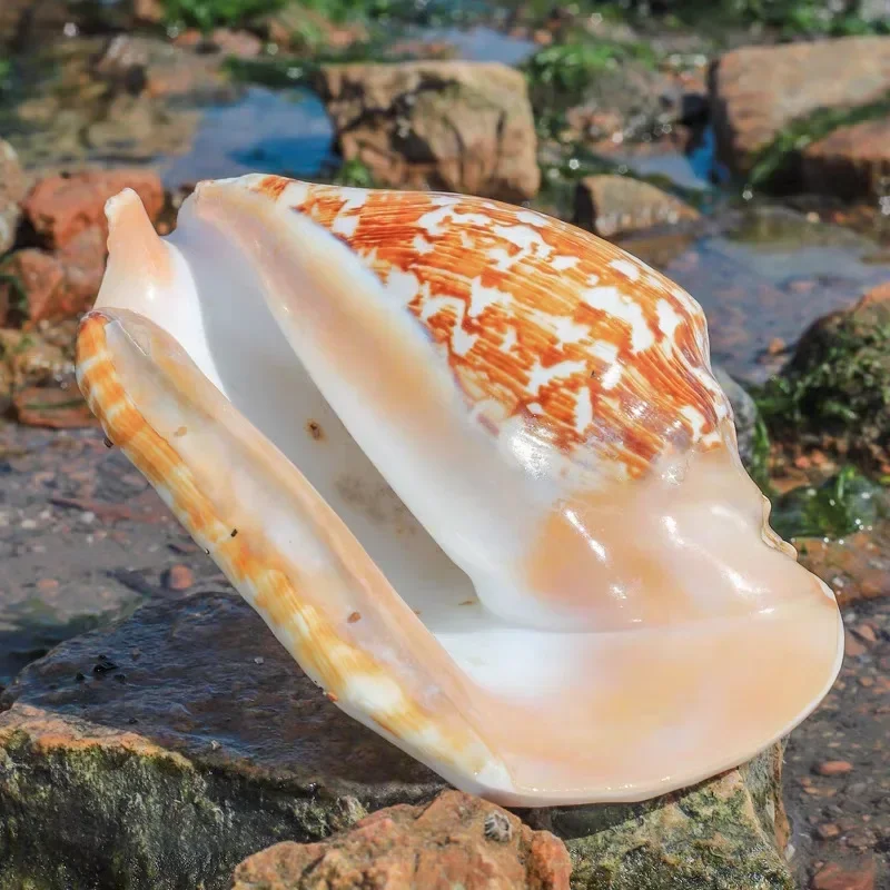 Natural Buddha Ear Snail Seashell Rare Sea Shells Home Decoration Accessories Aquarium Decoration Shell Decoration Crafts